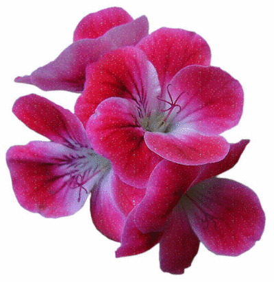Blumen Gaestebuchbild
